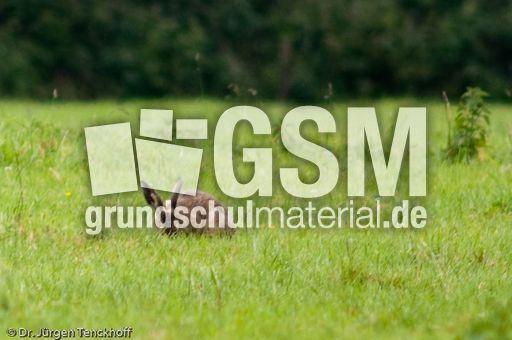 Feldhase (16 von 18).jpg